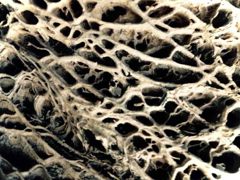 oidipousfenja oidipousfenja